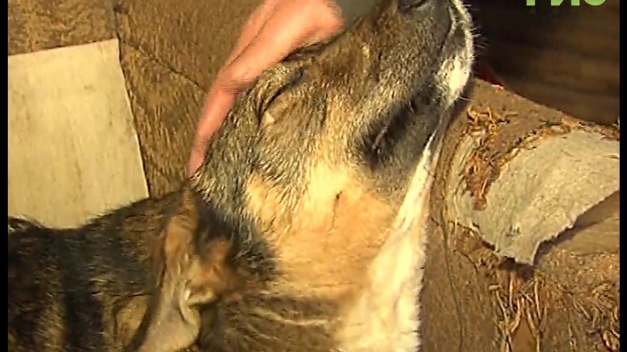 Догхантеры разбушевались. В Куйбышевском районе неизвестные травят ...