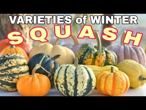 WINTER SQUASH | Origin | Varieties | Facts | Health Benefits