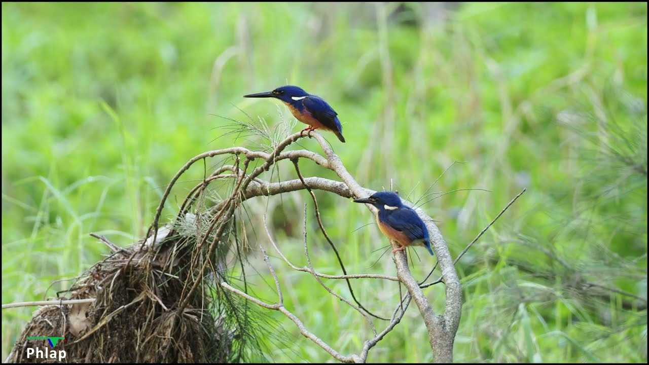 Azure Kingfisher Feeding Young