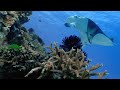 Cleaner Fish and Manta Ray Interactions