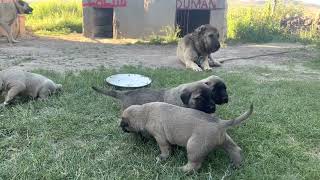 Zi̇ndan Ve Dumanin Yavrularini İlk Defa Dişari Çikardim. 20 Günlük Oldular. Yavrular Şahane.