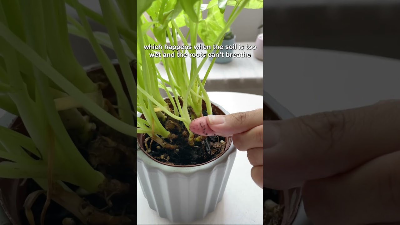 what do houseplants tell you with yellow leaves 🌿