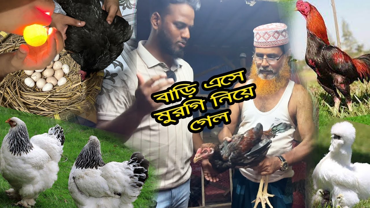 খামারে এসে দুইজন ভাই অনেক গুলা মুরগী নিয়ে গেল ❤️