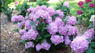 I Saved Hundreds By Planting 4” Hydrangeas in My Garden—You Can Too! 