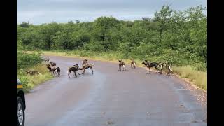 Pack of african wild dogs interacting Kruger national park