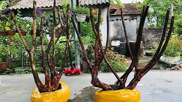 Hai bệ sim dáng đẹp nhiều tay cành.Hoa bạn và tôi