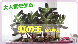 多肉植物❱「虹の玉」の植え替え。 - YouTube