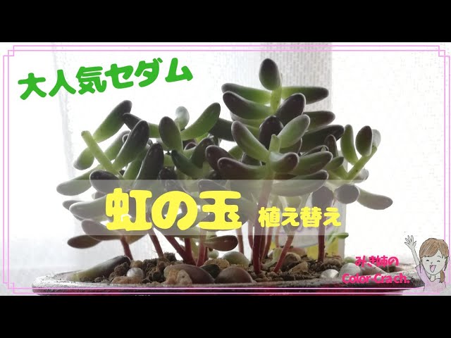 多肉植物❱「虹の玉」の植え替え。 - YouTube