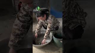 recetas naturales para gallinas