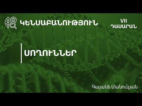 Video: Ինչով են սողունները տարբերվում երկկենցաղներից