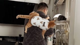 Famous When Man Always Wanted A Cat So His Wife Surprised Him 😻❤️ Net Worth