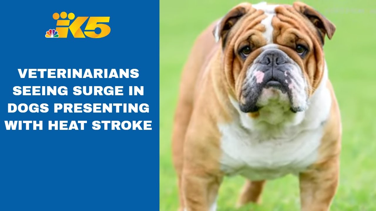 What Does Heat Look Like In Dogs