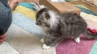Wolfie And Shadow Having Fun In Box Cute Kittens Playing