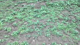 VID_20131006_170419.3gp