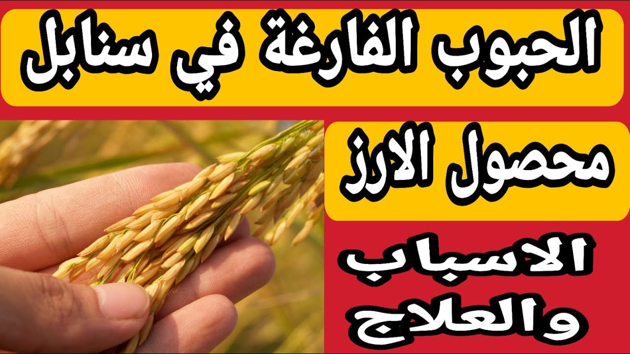 أسباب وطرق علاج الحبوب الفارغة في سنابل محصول الأرز