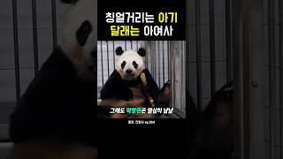 칭얼거리는 아기 달래는 아여사! #강바오 #아이바오 #아기판다