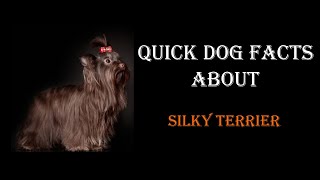 Quick Dog Facts About The Silky Terrier!