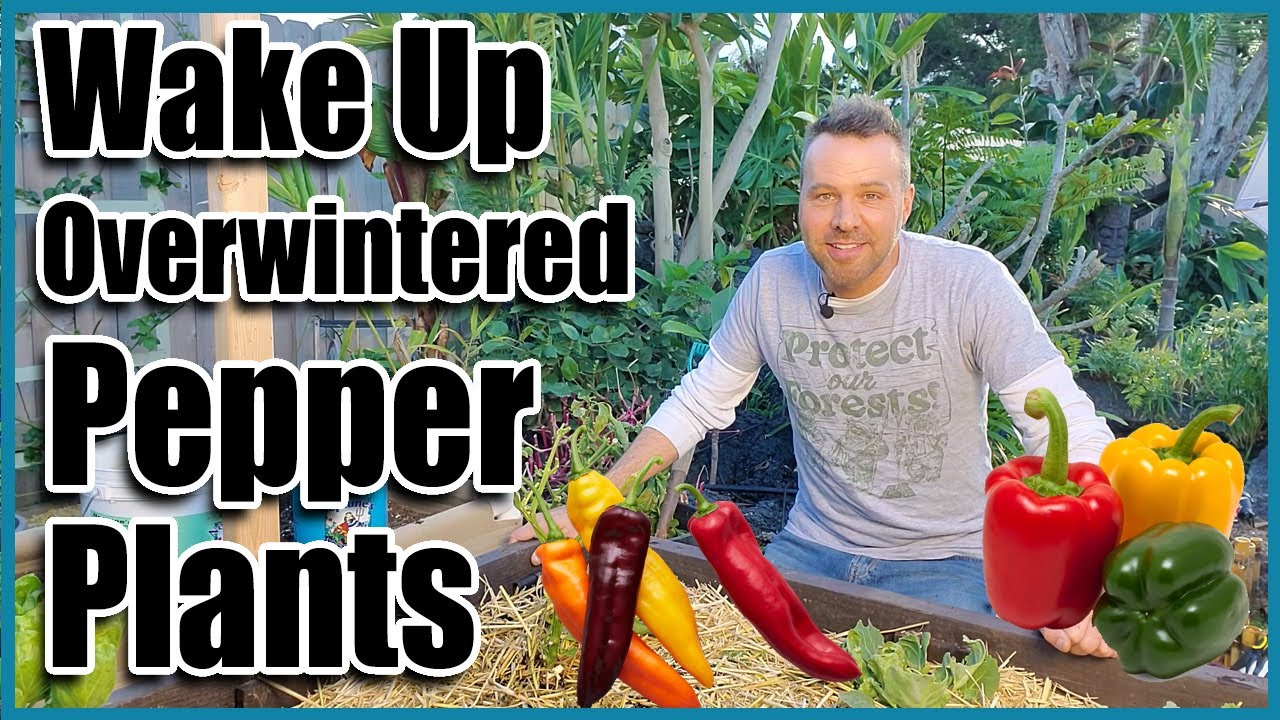 How to Grow Peppers or Chilies from OverWintered Plants