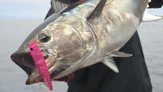 SoCal Bluefin Tuna | Hogy Charter Grade Poppers
