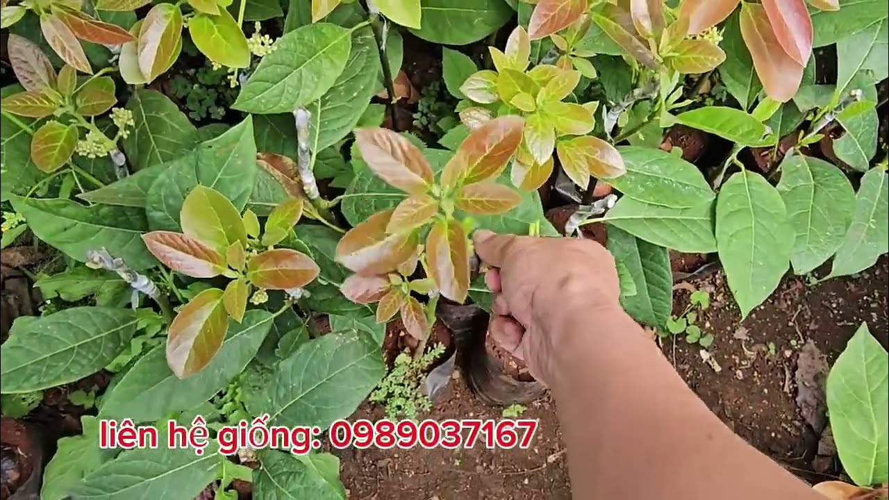 Giống bơ Tết chuẩn đẹp cho anh em đặt sau Tết!