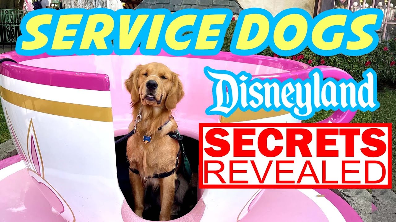 Dogs At Disney Yep Dogs Can Ride At Disneyland YouTube