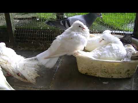 Two young doves has left the nest.