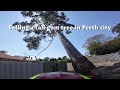 Felling a tall gum tree in Perth city Felling a tall gum tree in Perth city