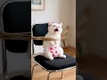 This Ai Cat Has A Mind Of Its Own ЁЯШ ЁЯдЦ Aicats Aicat Aiart Cartoon Aivideogenerator Viralvideo This Ai Cat Has A Mind Of Its Own ЁЯШ ЁЯдЦ Aicats Aicat Aiart Cartoon Aivideogenerator Viralvideo