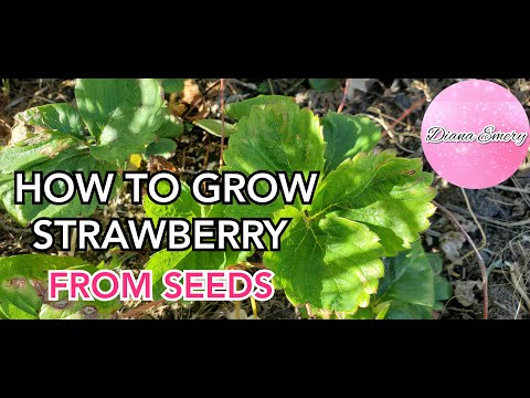 How to grow strawberry from seeds #GrowingStrawberryFromSeed 