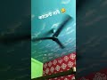 কারেন্ট নাই #shortvideo #electricity #shortsfeed #funny
