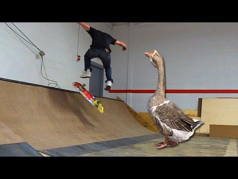 Shredquarters - 