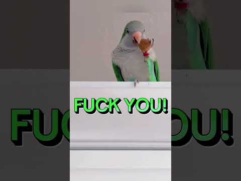 When your parrot learns to talk too much#foryou #fyp #funnyvideos #usa🇺🇸 #bird #parrot