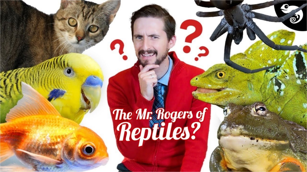 Download There is NO WAY that REPTILES make the best pets! So what is the best pet?