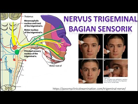 Video: Saraf Trigeminal: Fungsi Dan Anatomi, Diagram, Ujian, Punca Kesakitan