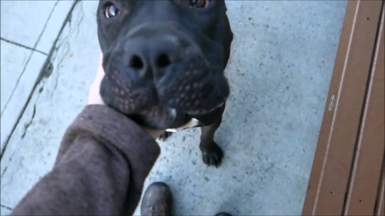 Moscow - A1057710 - Brooklyn ACC camera iphone 8 plus apk