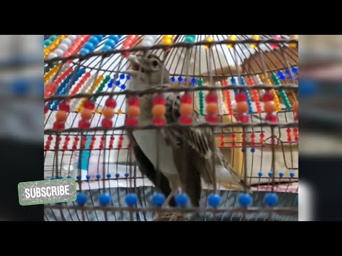 جل مشهدی چیه و آوازش چرا انقدر خاصه روایت صدای طرقه