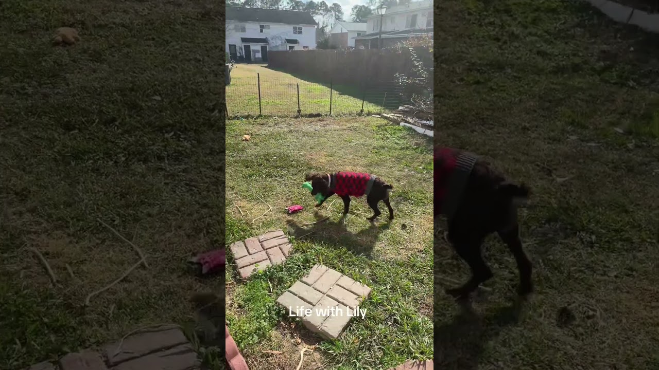 Я думал, ты всё ещё бегаешь по двору.