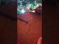 guess the word (xmas edition) - the short version 😎 - comment your guesses ☃️❄️ #cork #asmr #trigger