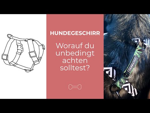 Video: Wie Wählt Man Ein Geschirr Aus