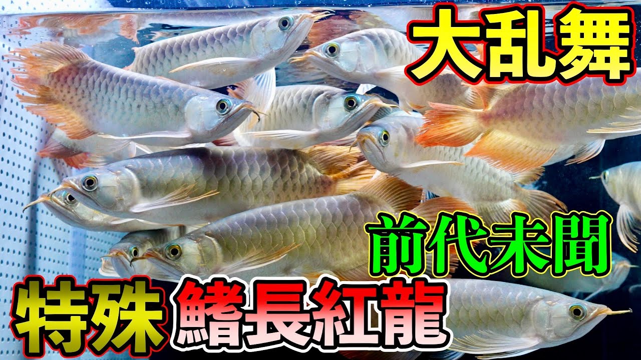 An unprecedented frenzy of special long-finned red dragons! New