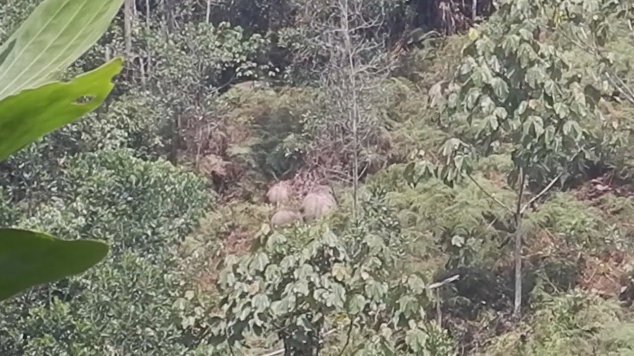 Cinta's herd in the Bukit Tigapuluh ecosystem