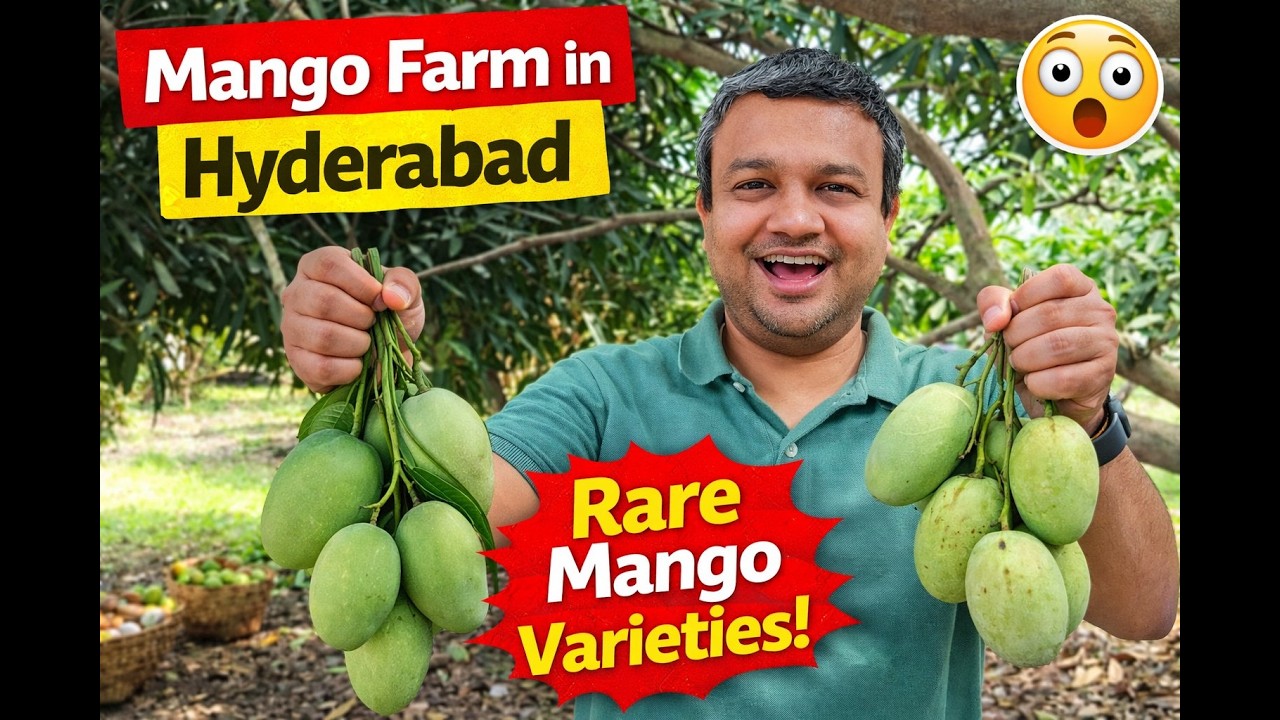 Mango Farm in Hyderabad 🍋 | Farm Tour, Rare Mango Varieties & Village Life Experience