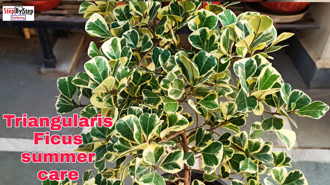 Triangularis Ficus summer care and propagation//How to grow and care ...