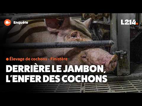 In the deli aisle it's called "ham," on this farm it's called suffering
