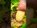 Amazing! The success of village farmers in cultivating large radishes in a short time #shorts