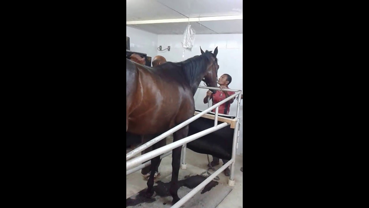 equine colic examination & treatment