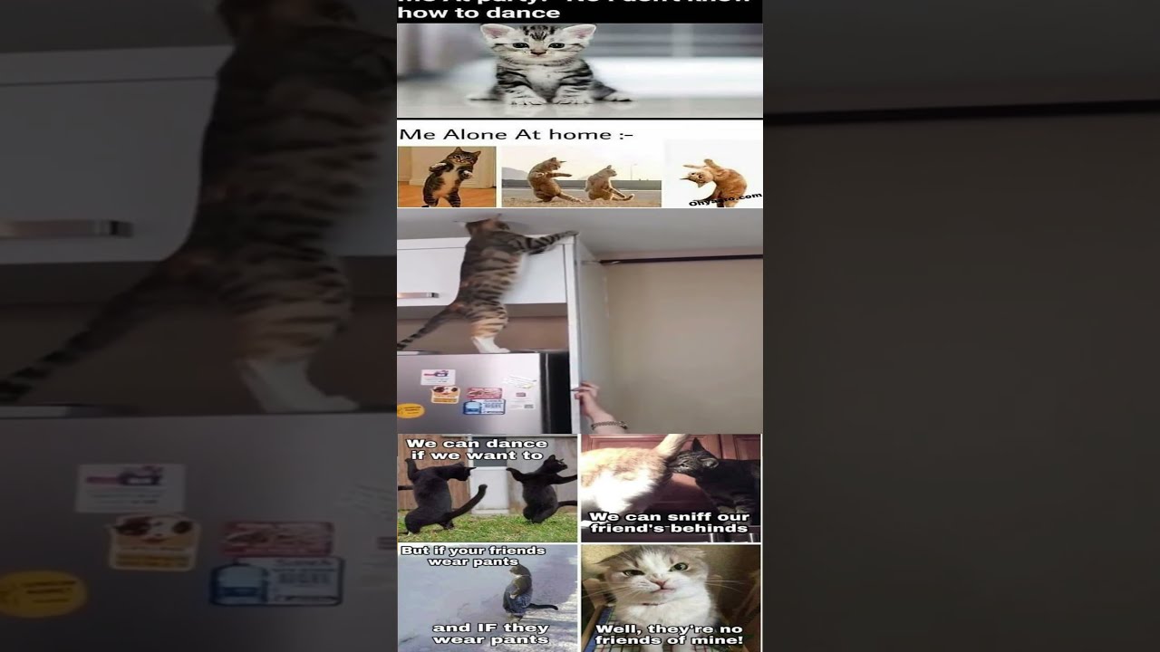 Hardworking Cat Meme 