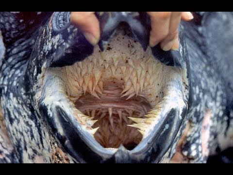 What You Didn&rsquo;t Know About the World&rsquo;s Biggest Turtle