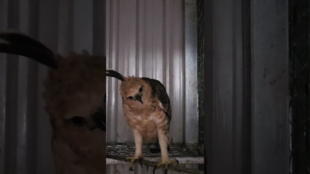 My Single Wing Mountain Hawk Eagle