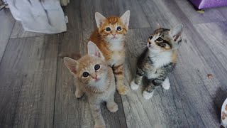 They Will Need Surgery | Foster Kitten Update by MamaKatTV 946 views 4 years ago 6 minutes, 28 seconds